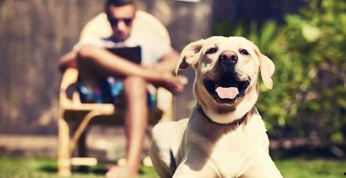 娱乐吃瓜酱狗走丢